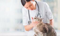 Преимущества ветеринарных клиник